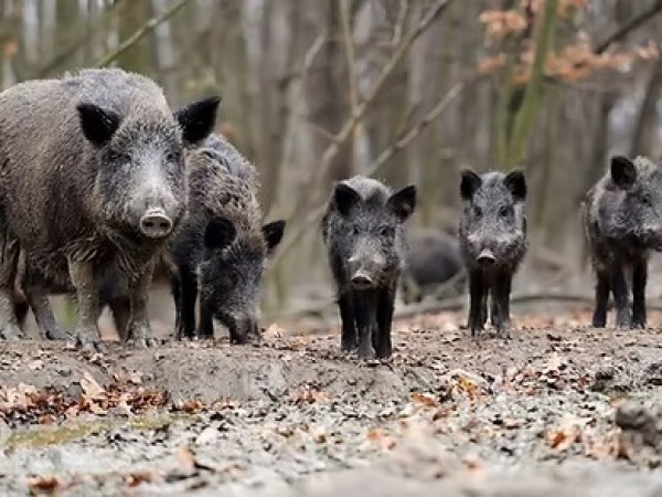 Group of wild boars in a forest setting with bare trees in the background.